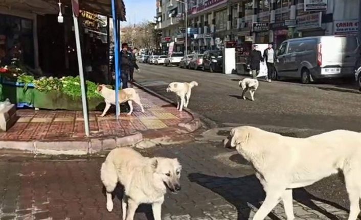 Siirt’te grup halinde gezen başıboş köpekler vatandaşları korkutuyor