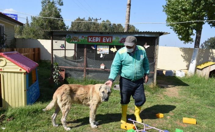 Silahla vurularak yaralanan sokak köpeği sağlığına kavuşturuldu