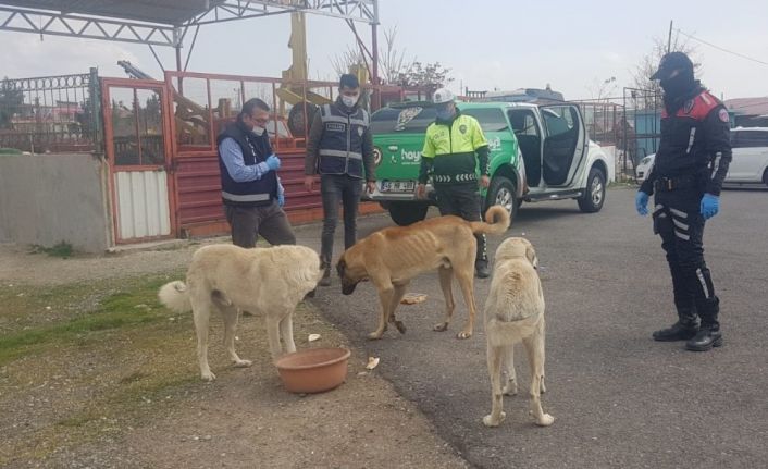 Sokak hayvanlarına mama desteği