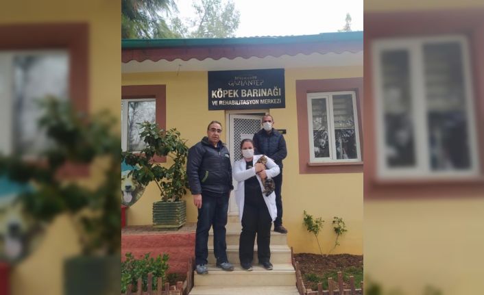 Sopayla eziyet edilen kediye Gaziantep Hayvan Bahçesi sahip çıktı