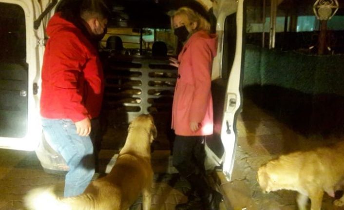 Sürekli titreyen köpek tedavi için İstanbul’a götürüldü