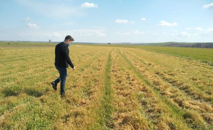 Tekirdağ’da buğdaydaki soğuk zararı araştırıldı: Çeşit, gübre ve zaman