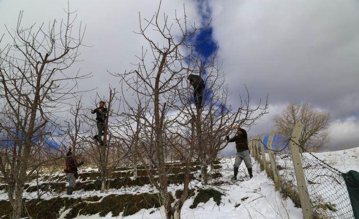 Toroslar’daki kiraz bahçeleri kar altında yeni sezona hazırlanıyor