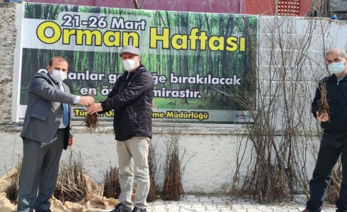 Türkeli’de vatandaşlara fidan dağıtımı yapıldı