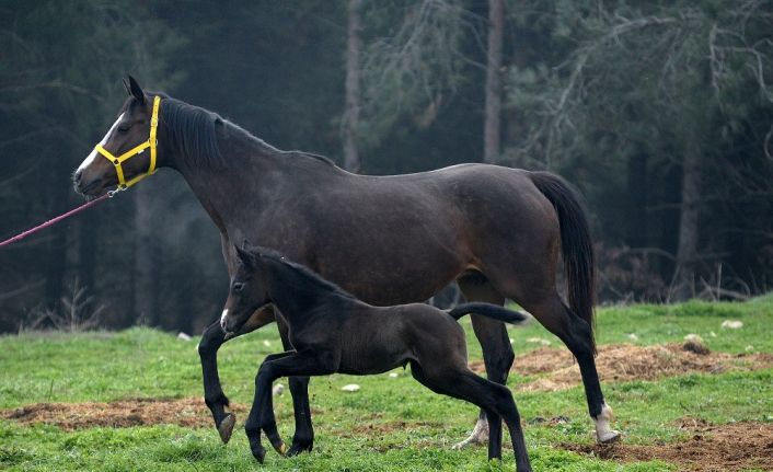 Üniversitede doğan tay için bir yıl önceden sıraya girdiler