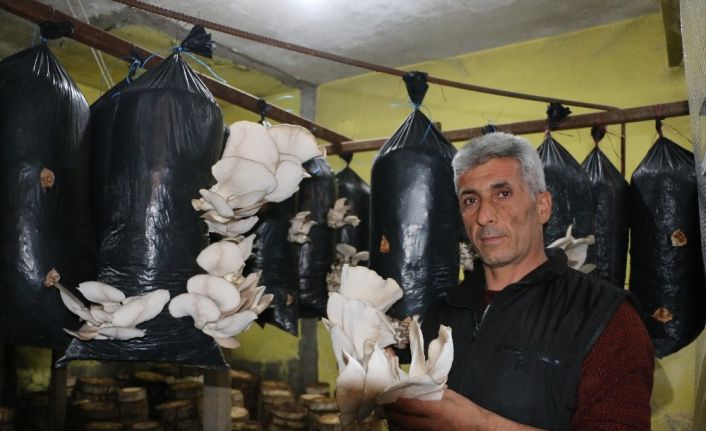 Ürettiği istiridye mantarında siparişlere yetişemeyince müşterilere kilo sınırı getirdi