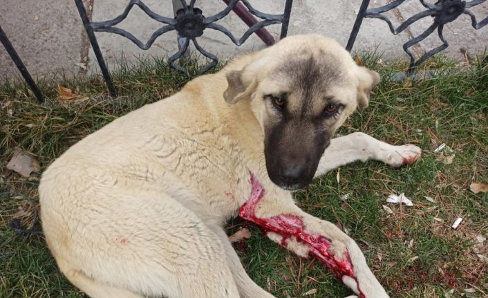 Vicdansız sürücü köpeğe çarptı, arkasına bakmadan kaçtı