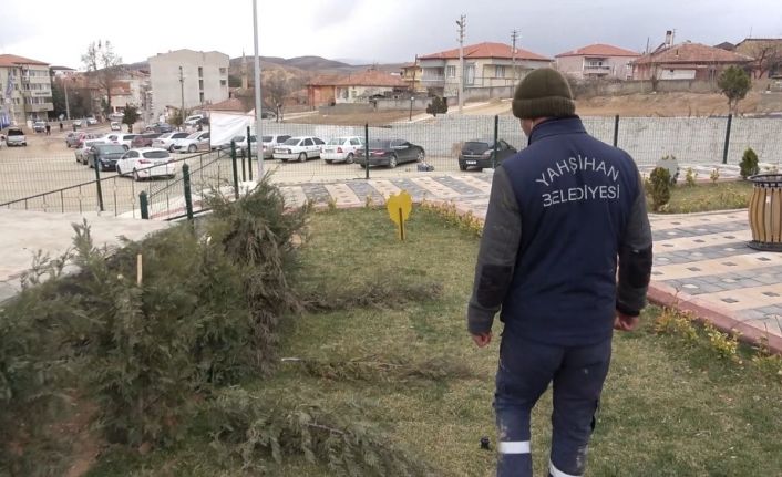 Vicdansızlığın böylesi görülmedi: Parktaki çam fidanları baltayla katledildi