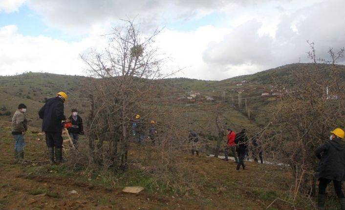 Yabani ahlat ağaçları, aşılanarak üretime değer katacak