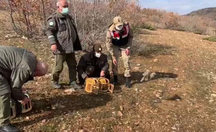 Yasak başladı, ele geçirilen kınalı keklikler doğaya salındı