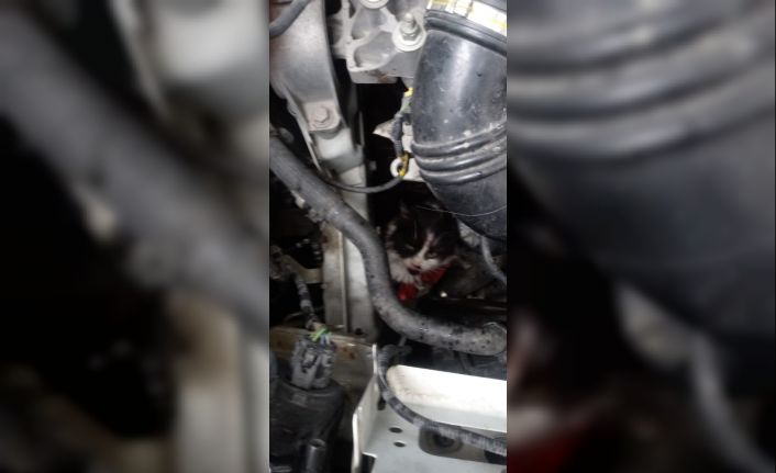 Yavru kedi otomobilin motor kısmına sıkıştı