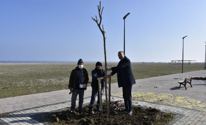 Yeniköy sahil yoluna ‘yeşil’ dokunuş