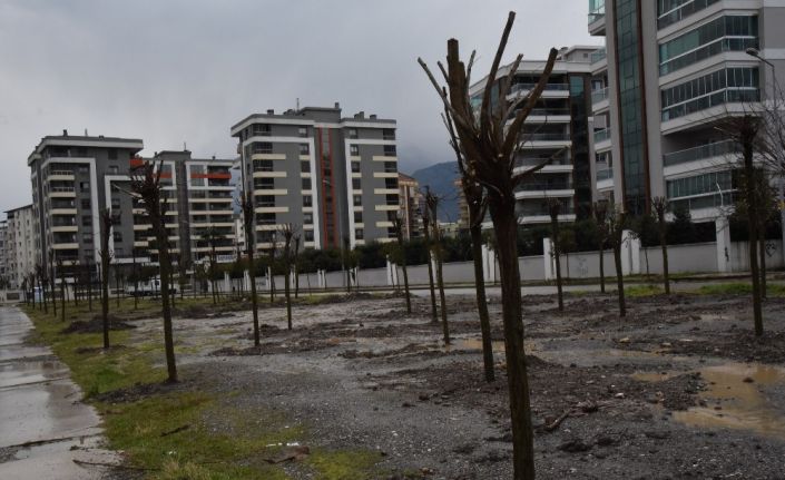 Yunusemre’de yüzbinlerce fidan toprakla buluştu