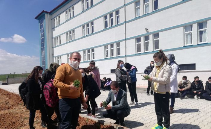 Afyonkarahisar’da liseli öğrenciler okul bahçesine kekik fidanı dikti