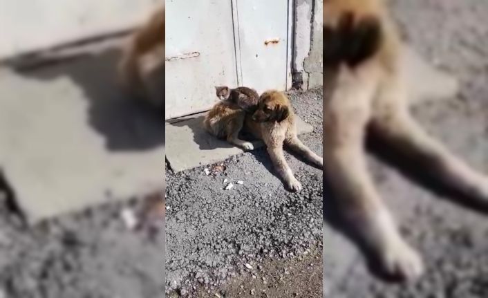 Ağrı’da kedi ve köpeğin gülümseten dostluğu