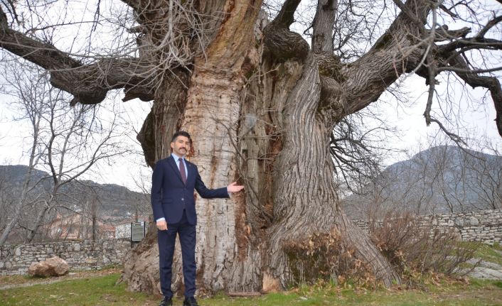 Bin 100 yıllık tescilli kestane ağacı tarihe tanıklık ediyor