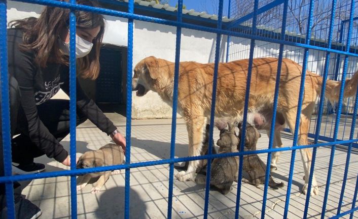 Can Dostlar Kuşadası Rehabilitasyon Merkezi’nde Sahiplenilmeyi Bekliyor