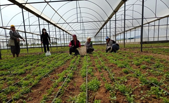 Denizli’de sera alanları ve ürün çeşitliliği artış gösterdi