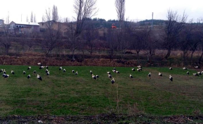 Göç yolundaki leyleklerin Konya’daki molaları sürüyor