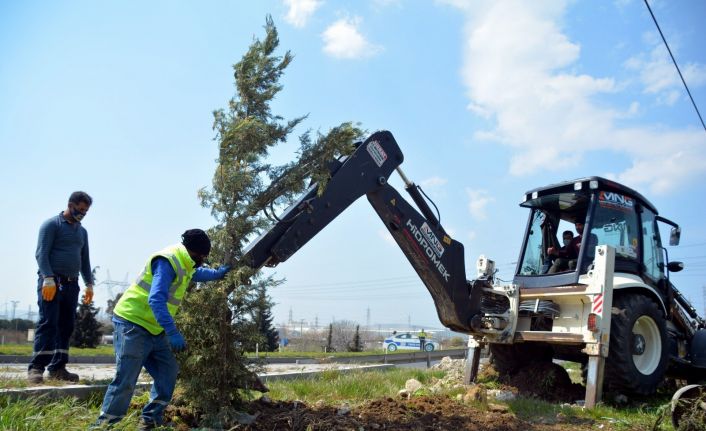 Helvacı’dan Yeni Şakran’a kadar yol kenarları ağaçlandırılıyor