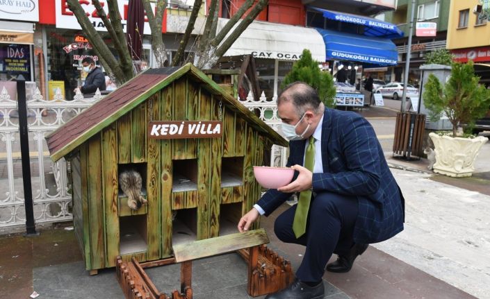 Kediler için villa yaptılar, şehrin çeşitli noktalarına yerleştirdiler