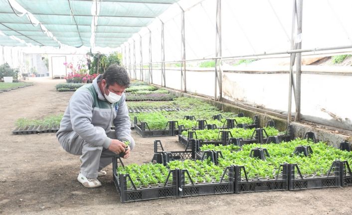 Kemer’de yerli tohum üretilmeye başlandı