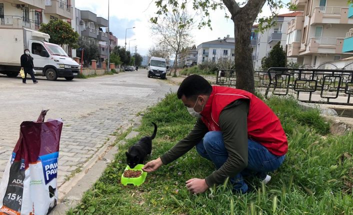 Sokak hayvanları için kuru mama dağıtıldı