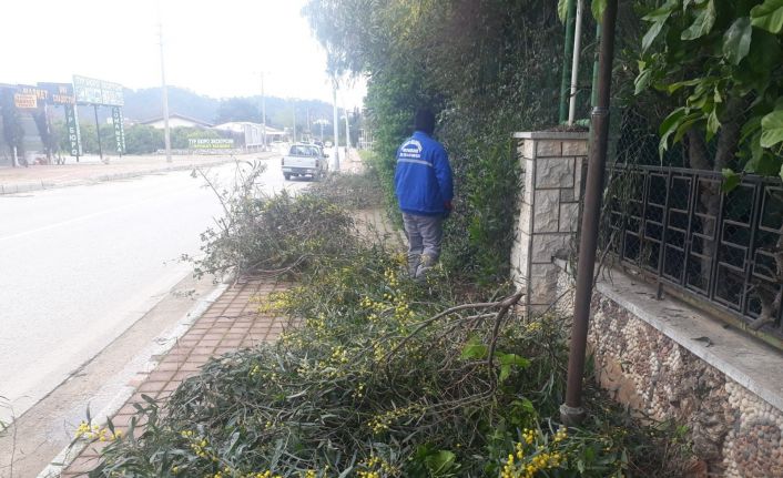 Sökülen ağaçlar deplase edilerek eski yerlerine dikiliyor