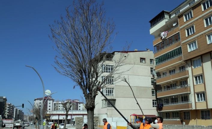 Van Büyükşehir Belediyesinden ağaç budama çalışması