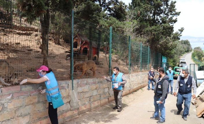 Adalar’daki sokak hayvanları kısıtlamada emin ellerde