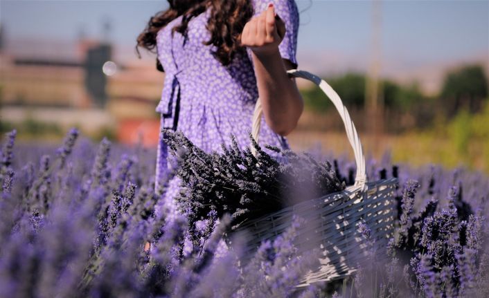 Afşin’de kırsal kalkınma aromatik bitkilerle sağlanacak