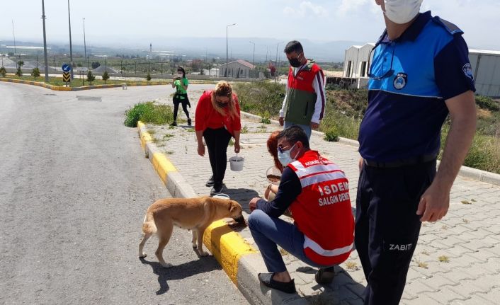 Akdeniz Belediyesi sokak hayvanlarını unutmadı