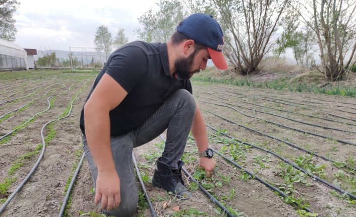 Amasyalı genç çiftçinin seracılık merakı, hayatının dönüm noktası oldu