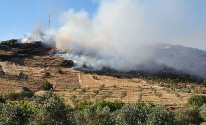 Aydın’da makilik ve tarım arazisi yangını