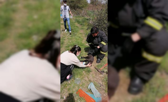 Bolu’da çalılıkların arasına sıkışan yavru köpeği itfaiye kurtardı