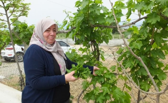 Burhaniye’de asma yaprağı hasadı başladı