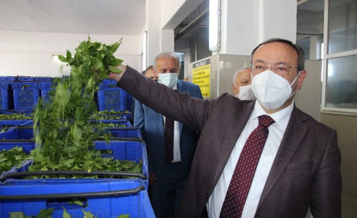 ÇAYKUR yaş çay alım kampanyasını törenle başlattı