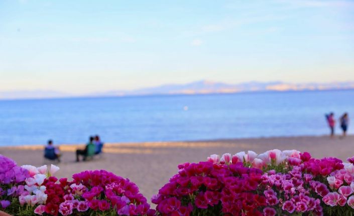 Didim Belediyesi kenti, çiçek bahçesine çevirdi