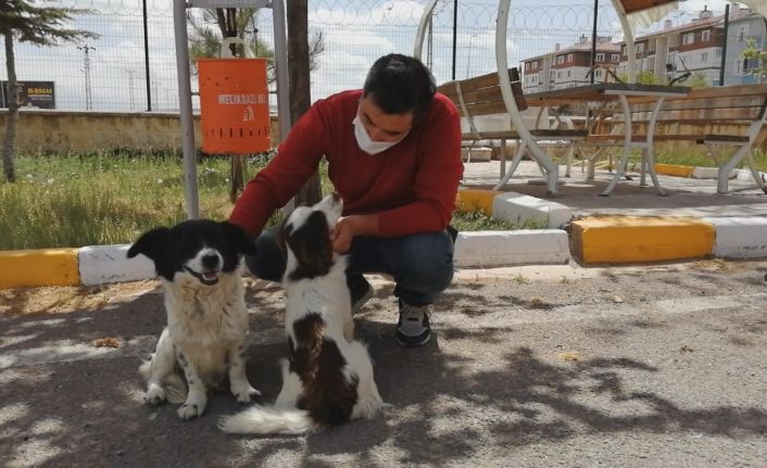 Emniyet personeli iki sokak köpeğini ezilmekten kurtardı