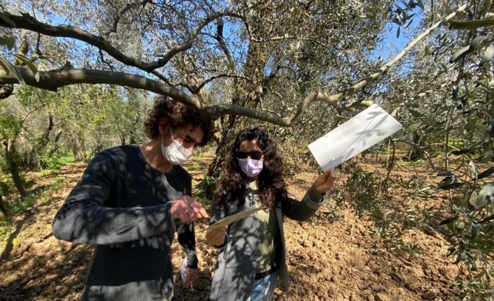 Erdek’te müstahsile ’Zeytin Güvesi’ uyarısı