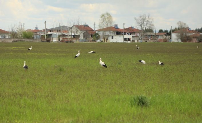 Göç yolundaki leylekler Sakarya’da mola verdiler