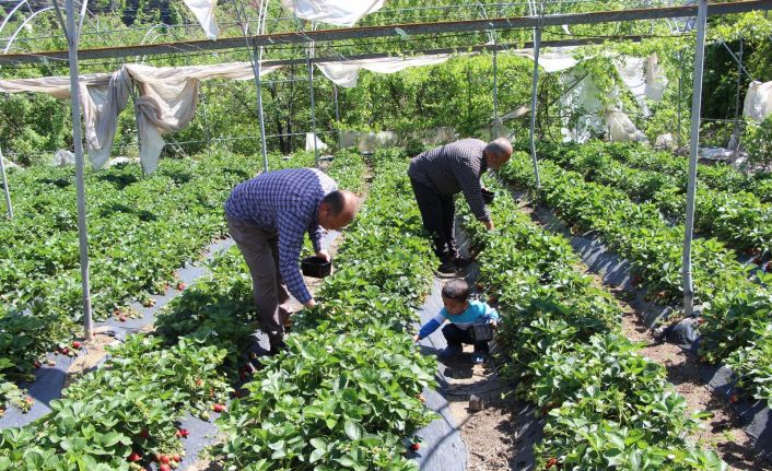 Hatay’da tarlada kilosu 9 liradan satılan çilek üreticinin yüzünü güldürdü