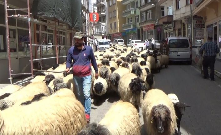 Havalar ısındı, yayla göçü başladı