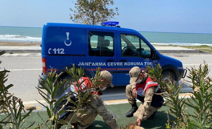 Jandarma sokak hayvanları unutmadı