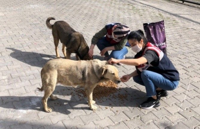 Jandarma sokak hayvanlarını unutmadı