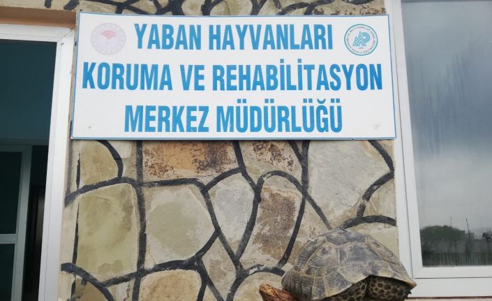 Kaplumbağayı sert cisimle vurup yaraladılar