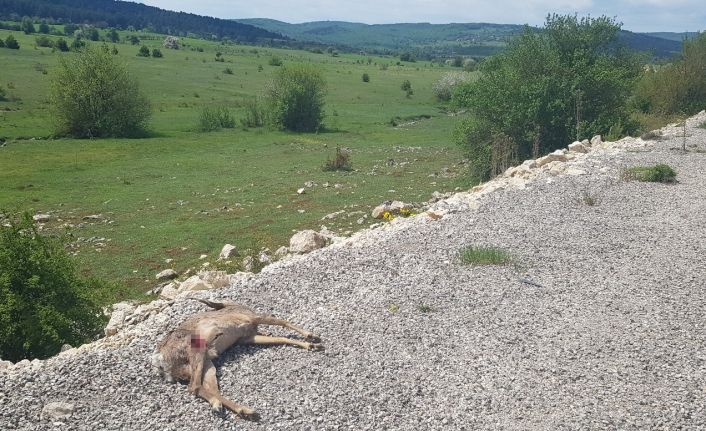 Karabük’te aracın çarptığı karaca telef oldu