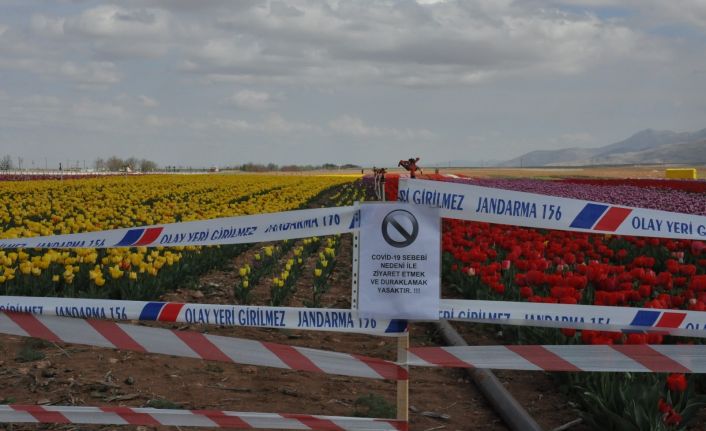 Karaman’da lale tarlasında korona virüs sessizliği