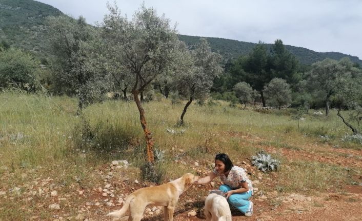 Kaş’ta tam kapanmada sokak hayvanlarına mama desteği