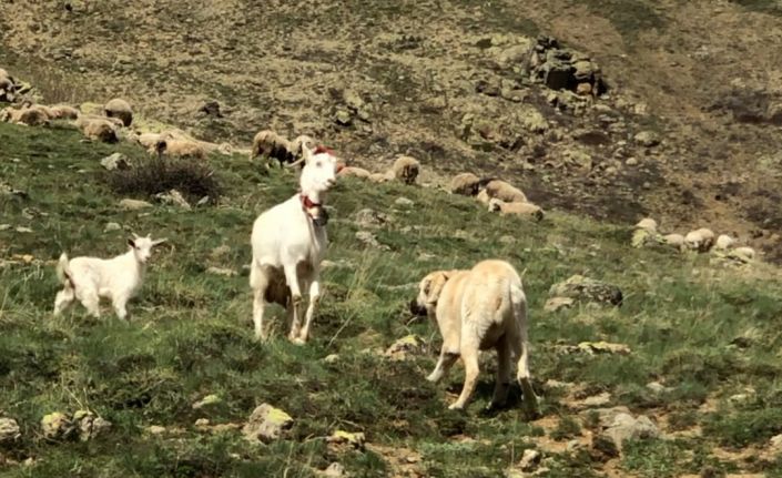 Keçi çoban köpeğine kafa tutarsa